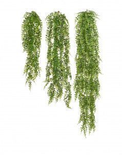 Папоротник Лесной ампельный