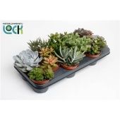 Суккуленты микс d10.5 см h15 см тип 1