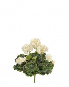 Герань кремовая цветущий куст