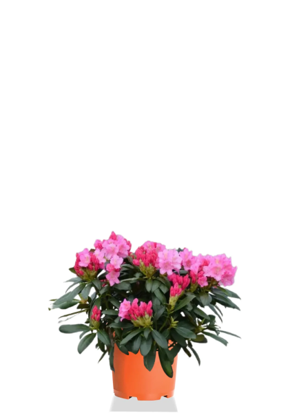 Азалия Фландрес вариегатная 14/30 см Азалия Фландрес вариегатная 14/30 см