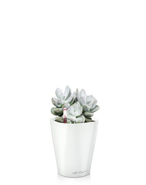 Пахифитум 9/15 см в MINI DELTINI 10