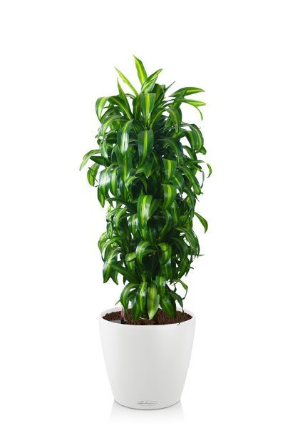 Драцена Гавайская бранч 30/160 см в CLASSICO COLOR 35 Драцена Гавайская бранч 30/160 см в CLASSICO COLOR 35