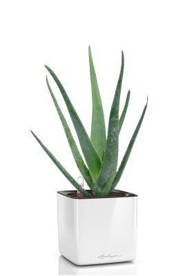 Алоэ Вера в CUBE Glossy 14, белый блестящий