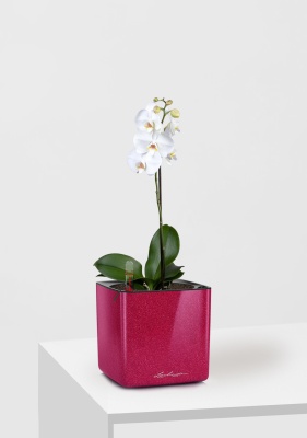 Орхидея Фаленопсис Софт Клауд 12/40 см в CUBE GLOSSY KISS 14 Орхидея Фаленопсис Софт Клауд 12/40 см в CUBE GLOSSY KISS 14