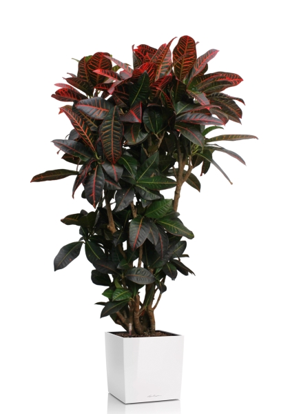 Кротон (Кодиеум) Петра 31/130 см в CUBE 40