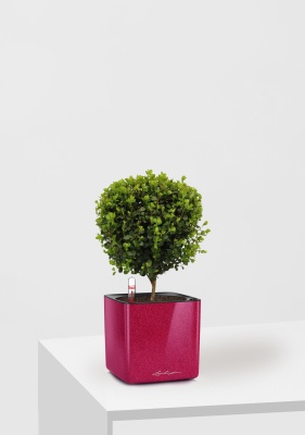 Мирсина 12/30 см в CUBE GLOSSY Kiss 14 Мирсина 12/30 см в CUBE GLOSSY Kiss 14