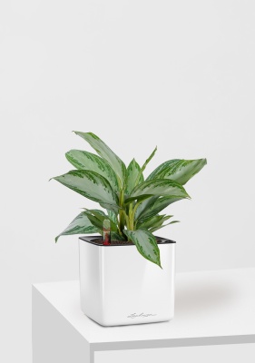Аглаонема Сильвер Бей 12/35 см в CUBE GLOSSY 14