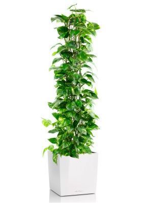 Сциндапсус Ауреум пирамида 27/160 см в CUBE 40, белый блестящий