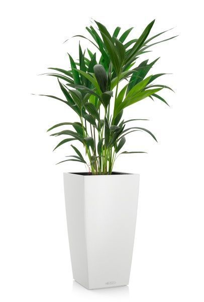 Ховея 17/90 см в CUBICO COLOR 22