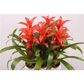 Гузмания Аллюр d9 см h30 см Гузмания Аллюр d9 см h30 см