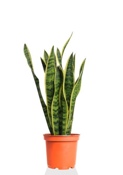 Сансевиерия Лауренти 17/60 см