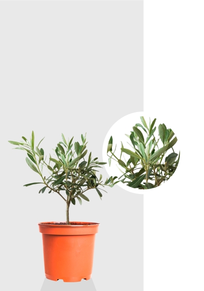 Олива 12/30 см Олива 12/30 см