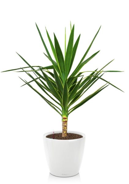 Юкка Пак в CLASSICO LS 35 Юкка Пак в CLASSICO LS 35