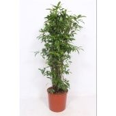 Драцена Суркулоза куст d34 см h150 см Драцена Суркулоза куст d34 см h150 см