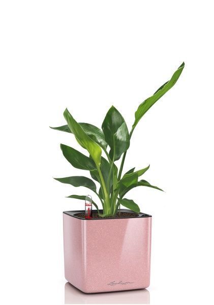 Стрелиция Регина в CUBE GLOSSY KISS 14