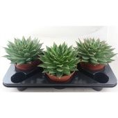 Эхеверия Лип Стик d17 см h35 см