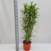 Драцена Лемон Лайм бранч разветвленная d32 см h175 см