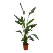 Стрелиция Николай 4 ствола d32 см h220 см Стрелиция Николай 4 ствола d32 см h220 см