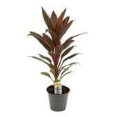 Кордилина Румба d12 см h40 см Кордилина Румба d12 см h40 см