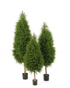 Кипарис Тауэр уличный новый