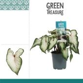 Каладиум белый d12 см h25 см Каладиум белый d12 см h25 см