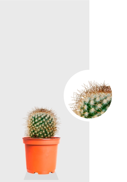 Кактус Маммиллярия Альбиланата 12/20 см