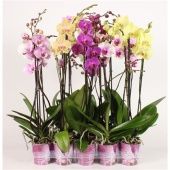 Фаленопсис 2 ствола Basic Mix 10+ (piko) d12 см h80 см