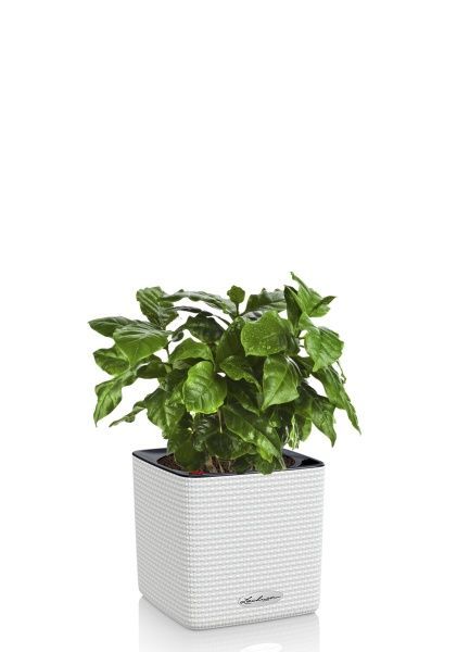 Кофе в CUBE 14 Кофе в CUBE 14