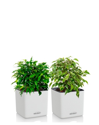 "Набор для дома" Фикусы в CUBE COLOR 14, белый "Набор для дома" Фикусы в CUBE COLOR 14, белый