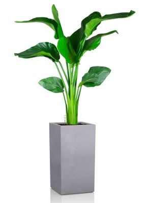 Стрелиция Николай 21/100 в CANTO STONE HIGH 30, серый камень