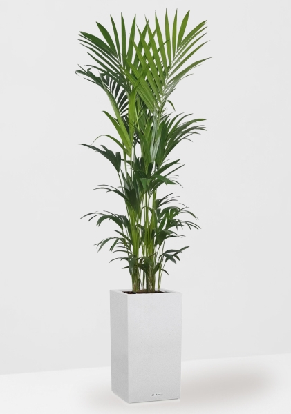 Ховея Кентия 31/220 см в CANTO STONE HIGHT 40 Ховея Кентия 31/220 см в CANTO STONE HIGHT 40