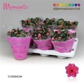 Каланхоэ Calandiva Moments розовый d15 см h26 см Каланхоэ Calandiva Moments розовый d15 см h26 см