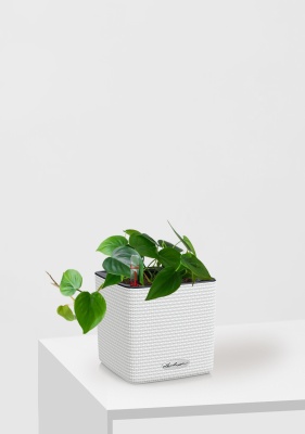 Филодендрон Сканденс в CUBE COLOR 14, белый