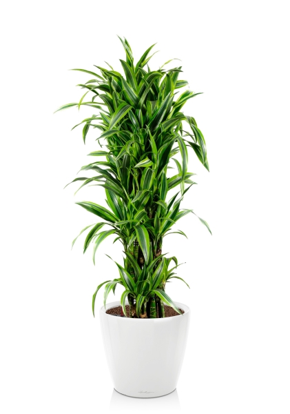 Драцена Лемон Лайм бранч 34/160 см в CLASSICO LS 43 Драцена Лемон Лайм бранч 34/160 см в CLASSICO LS 43