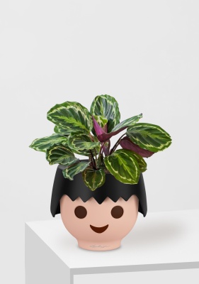 Калатея Медальон 12/40 см в OJO, черный