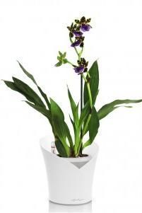 Орхидея Зигопеталум ORCHIDEA 18/40, Белый матовый Орхидея Зигопеталум ORCHIDEA 18/40, Белый матовый