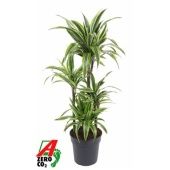 Драцена Лемон Лайм карусель d24 см h110 см