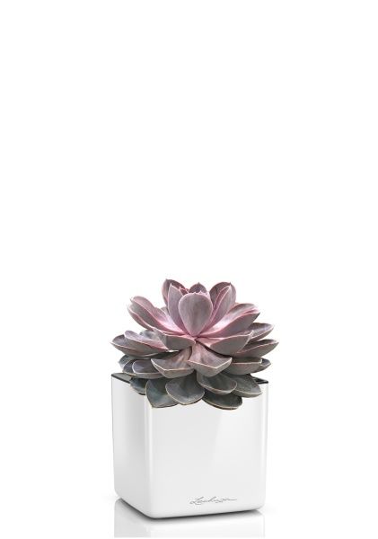 Эхеверия Цветной микс в CUBE GLOSSY 14 Эхеверия Цветной микс в CUBE GLOSSY 14