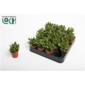 Крассула денежное дерево Мани Мейкер d5.5 см h10 см