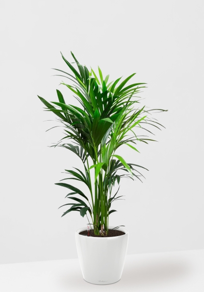 Ховея Кентия 27/160 см в CLASSICO LS 28