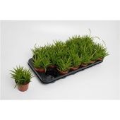 Пеперомия happy Bean d8.5 см h15 см