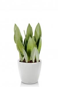 Сансевиерия Муншайн CLASSICO LS 21/50 см Белый блестящий Сансевиерия Муншайн CLASSICO LS 21/50 см Белый блестящий