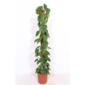 Филодендрон Сканденс d27 см h150 см Филодендрон Сканденс d27 см h150 см