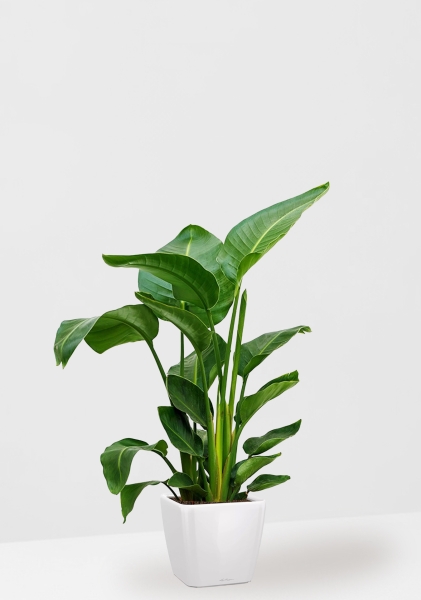 Стрелиция Николай 24/120 см в QUADRO LS 28