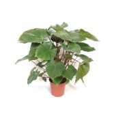 Хомаломена Rubescens Maggy d24 см h100 см