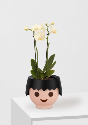 Орхидея Фаленопсис мини микс 9/30 см в OJO