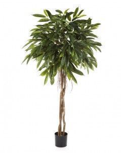 Лонгифолия зонтичная широколистная