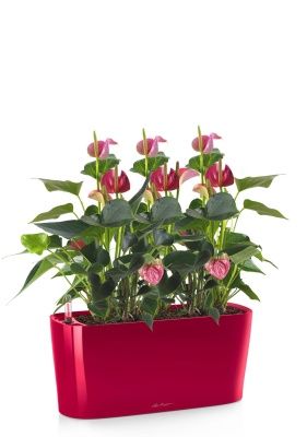 Антуриум розовый DELTA 20 /50 см, ярко-красный блестящий Антуриум розовый DELTA 20 /50 см, ярко-красный блестящий