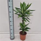 Драцена Чинто 2 ствола d19 см h85 см