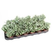 Крассула денежное дерево Аборесценсес d8.5 см h12.5 см тип 1